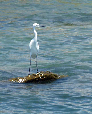 Ardea alba oiseau du lac Tanganyika.